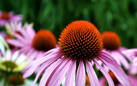 Integratore alla Echinacea: a cosa serve e le proprietà benefiche